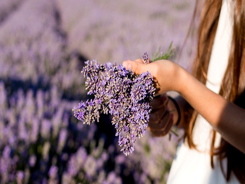 Smoking Lavender