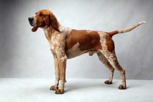 American English Coonhound