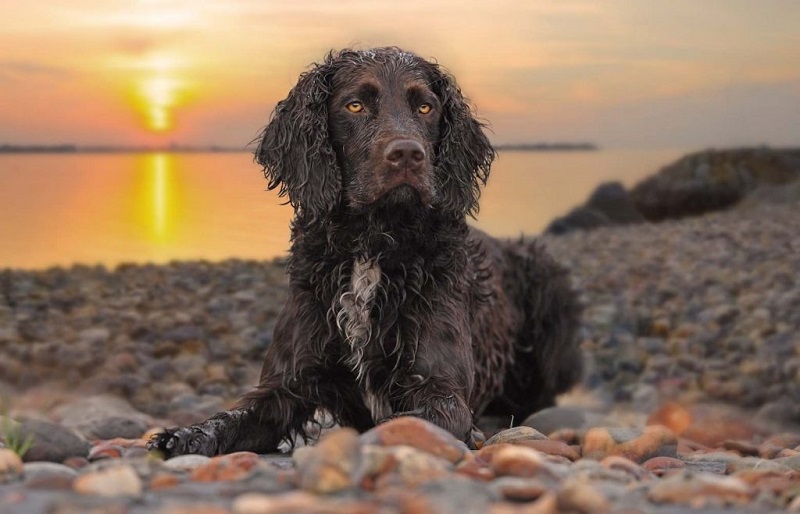 American Water Spaniel